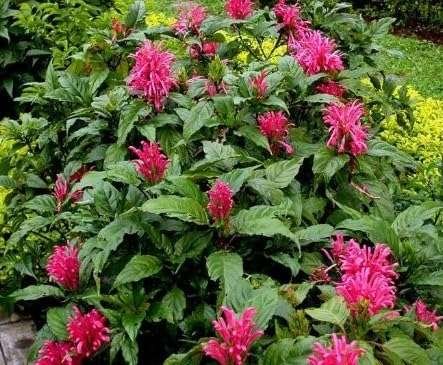 Justicia carnea (Brazilian Plume)